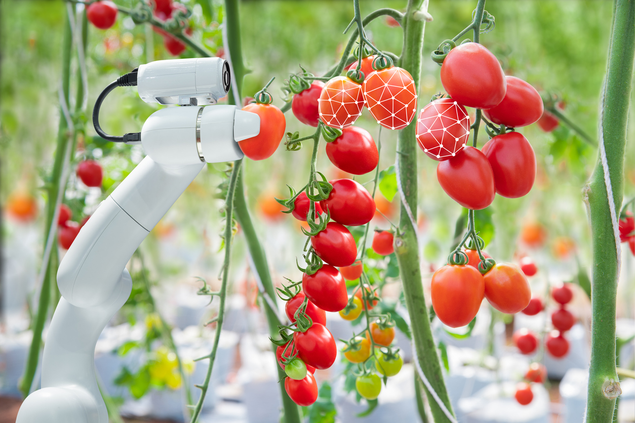 JBR Interim Executvies food & agri tomaatjes en een robotarm die de tomaten scant
